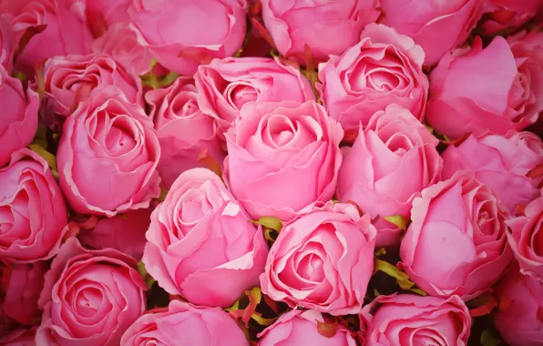 Picture flowers, roses, pink, buds, pink, flowers, romantic, roses, cute