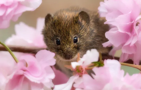 Picture look, branch, Sakura, flowering, flowers, rodent, Bank vole