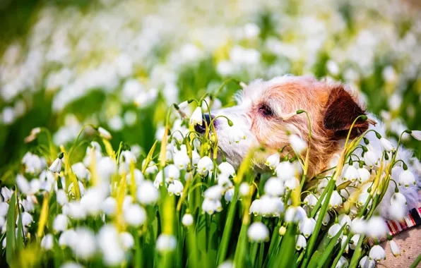 Picture nature, dog, spring