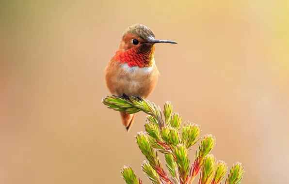 Picture Hummingbird, bird, twigs