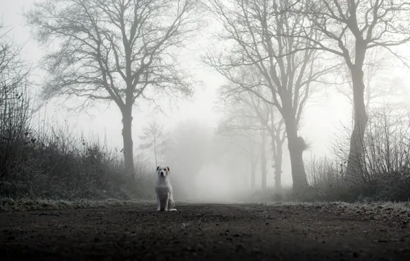 Picture road, fog, dog