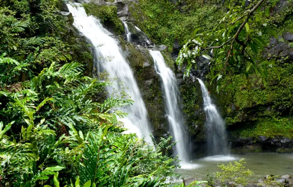 Picture greens, tropics, stones, waterfall, moss, Hawaii, USA, the bushes