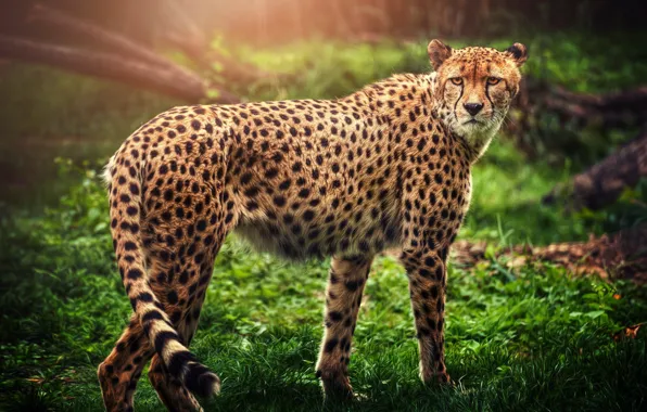 Picture predator, Cheetah, bokeh