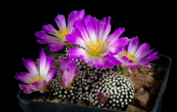 Picture flowers, background, black, cactus, lilac