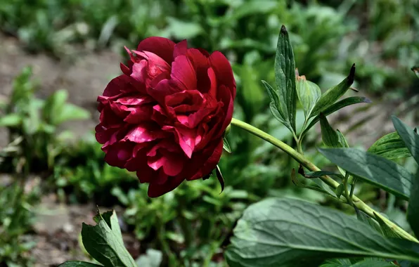 Picture peony, Bokeh, Bokeh, Peony, Red flower, Red flower