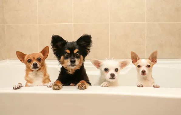 Picture dogs, bath, Quartet, bath day