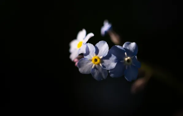 Picture nature, background, petals, forget-me-nots, inflorescence
