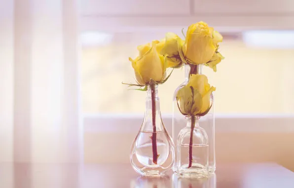 Picture style, roses, buds, bottle, yellow roses
