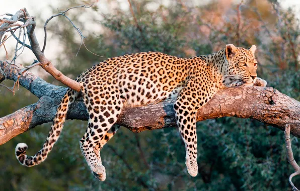Picture the sun, nature, predator, leopard, lies, on the tree