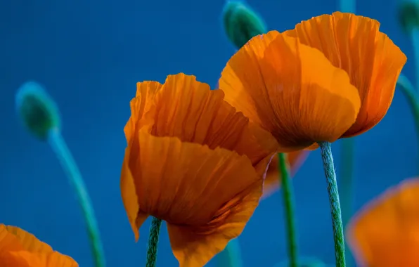 Picture macro, Maki, petals, orange, Duo, blue background