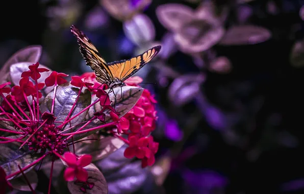 Picture flower, macro, butterfly, moth