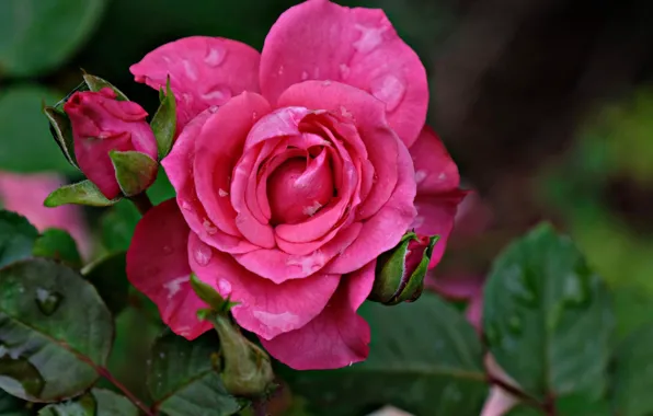 Picture flower, drops, Rosa, rose, Bud, flowering