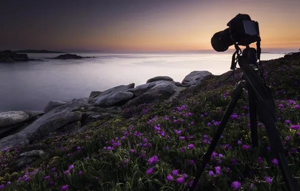 Picture sea, sunset, flowers, camera