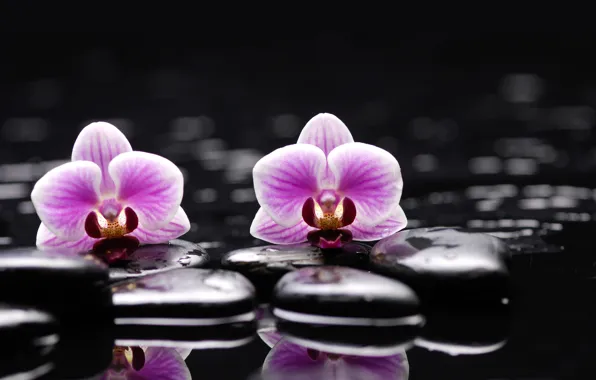 Picture water, flowers, stones, Orchid
