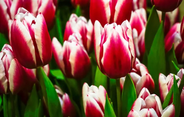 Picture tulips, buds, motley