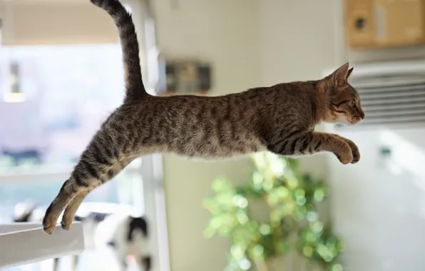 Picture cat, cat, jump