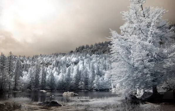 Picture trees, lake, infrared the