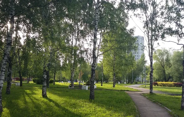 Picture trees, track, spring, shadows, birch, sunlight, city Park, summer evening