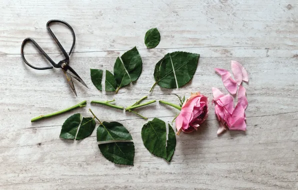 Picture flower, rose, scissors