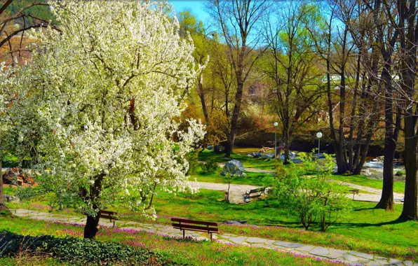 Picture Nature, Spring, Bench, Park, Nature, Park, Spring, Flowering, Flowering