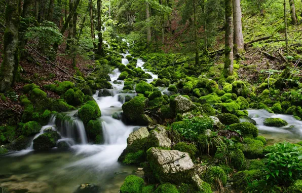 Picture forest, nature, river, stones, moss, stream