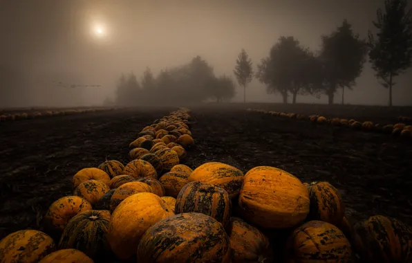 Picture field, night, pumpkin