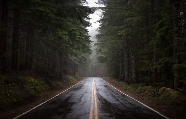 Picture road, forest, rain