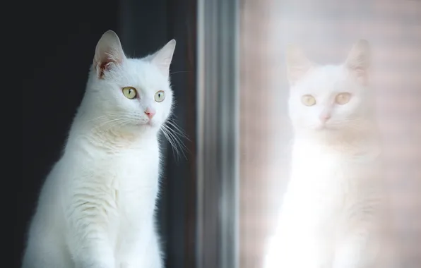 Picture cat, glass, reflection, portrait, window, beauty, white
