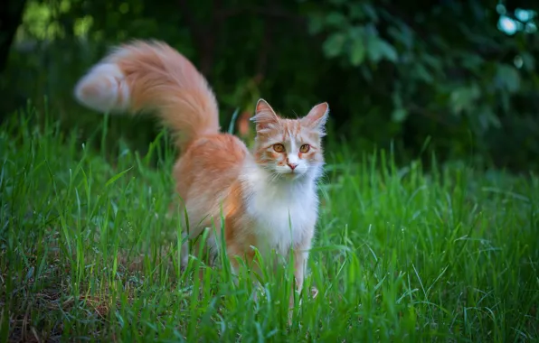 Picture greens, cat, grass, cat, look, leaves, nature, kitty, background, fluffy, red, tail, kitty, teen, white