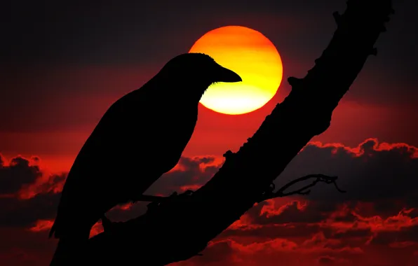 Picture bird, silhouette, Raven