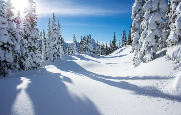 Picture snow, trees, Winter, british columbia, canada