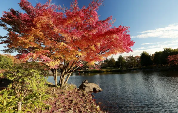 Picture Nature, Tree, Autumn, Lake, Japan, Japan, Nature, Fall, Tree, Autumn, Colors, Lake