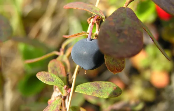 Picture plants, berry, leaves, tundra