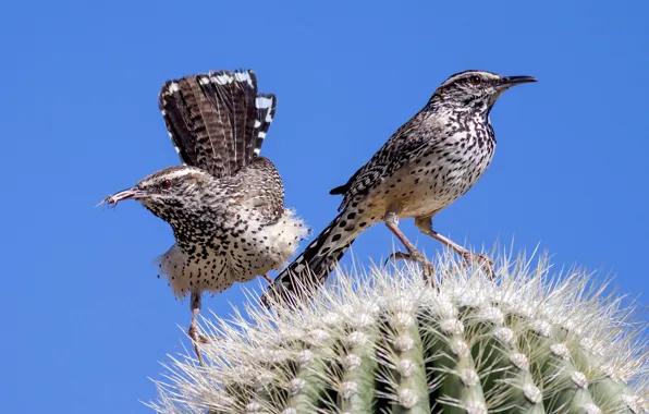 Picture birds, beak, cactus, tail, ordinary cactus Wren