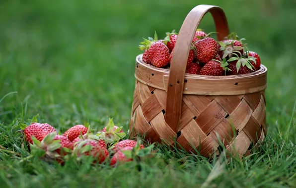 Picture grass, berries, strawberry, basket