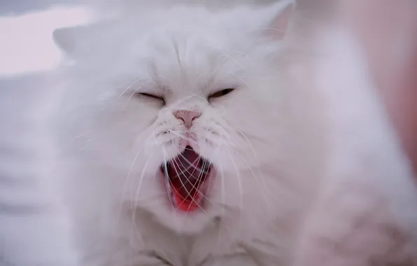 Picture mustache, muzzle, white, yawns, Persian cat
