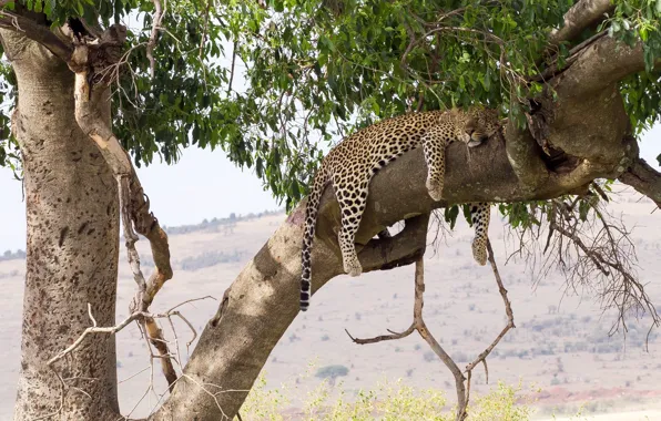 Picture stay, sleep, predator, leopard, lies, wild cat, on the tree