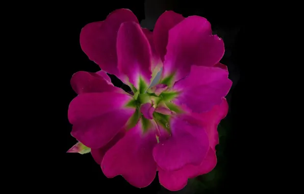 Picture macro, background, petals