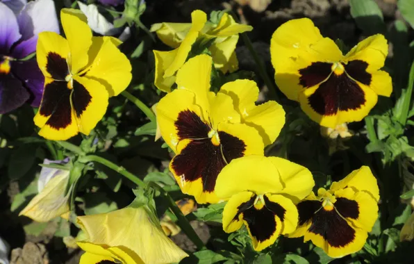 Picture flowers, Pansy, yellow, spring 2018, Meduzanol ©