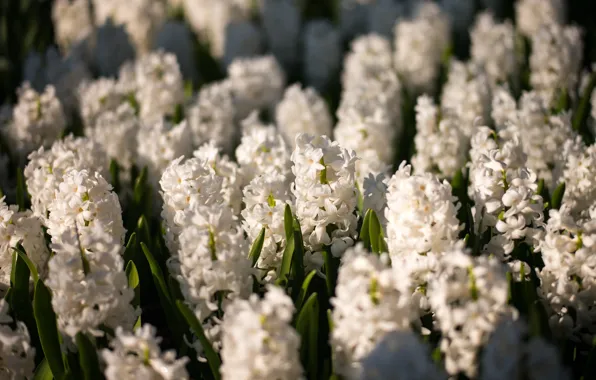 Picture flowers, nature, flowering, Hyacinths