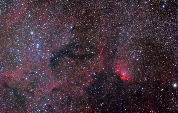 Picture in the constellation, Swan, The Tulip Nebula