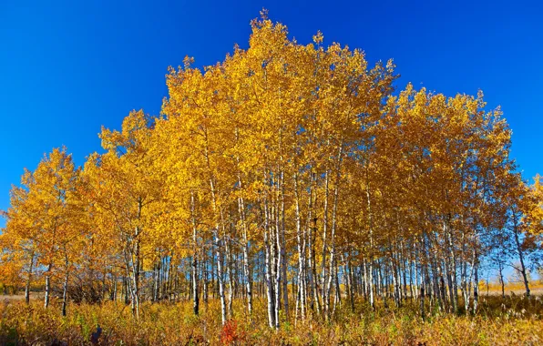 Picture autumn, the sky, leaves, trees, Canada, Albert, birch
