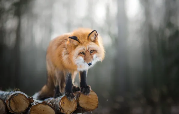 Picture Fox, logs, Fox, bokeh