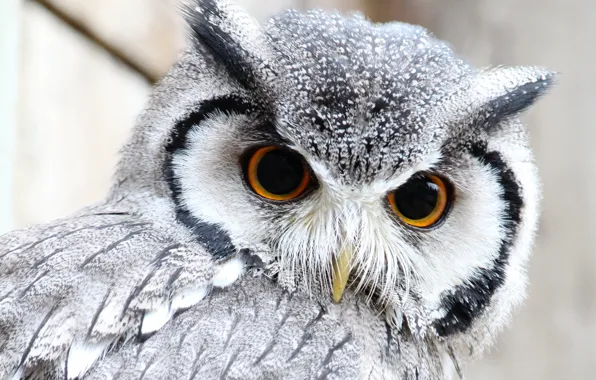 Picture eyes, owl, feathers, beak