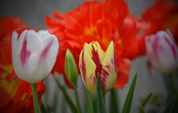 Picture Spring, Tulips, Spring, Colors, Tulips