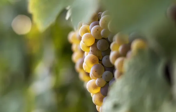 Picture light, heat, foliage, food, berry, grapes, bokeh, Grona, white grapes