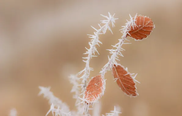 Picture frost, leaves, macro, branches, background, Elm