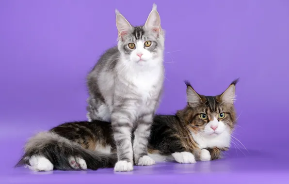 Picture cats, ears, breed, Maine Coon