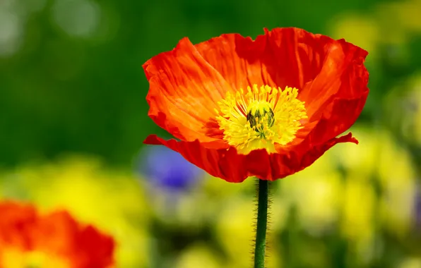 Picture flower, summer, flowers, orange, yellow, red, bright, nature, green, background, one, Mac, spring, petals, bokeh
