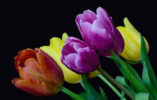 Picture tulips, buds, colorful